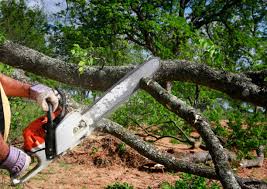 Best Tree Maintenance Programs  in Riverview, DE