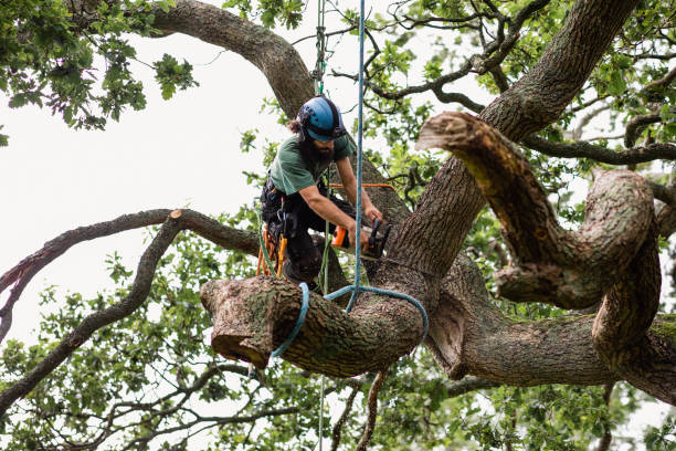 Best Commercial Tree Services  in Riverview, DE