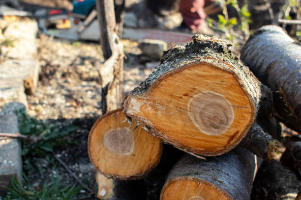 Reliable Riverview, DE Tree Care Solutions