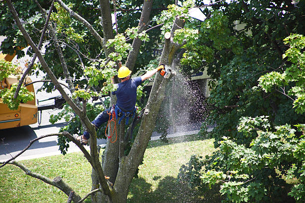 Best Root Management and Removal  in Riverview, DE