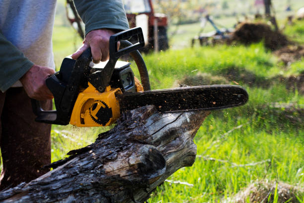 Best Tree Trimming and Pruning  in Riverview, DE