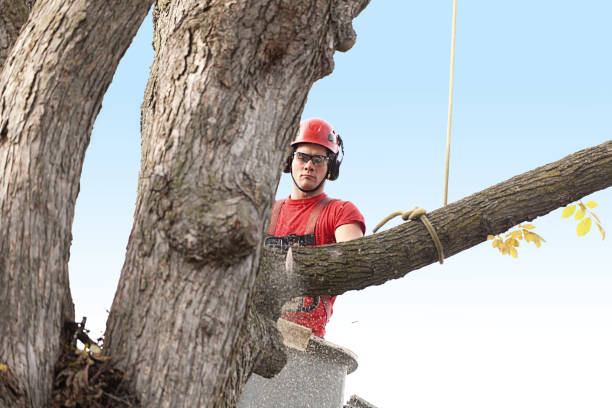 Best Tree Health Inspection  in Riverview, DE