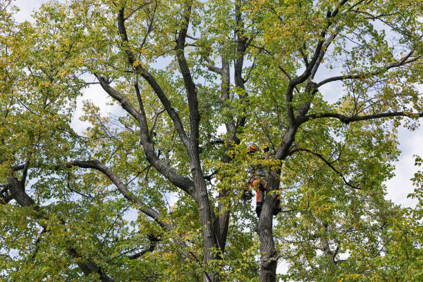 Best Tree Preservation Services  in Riverview, DE